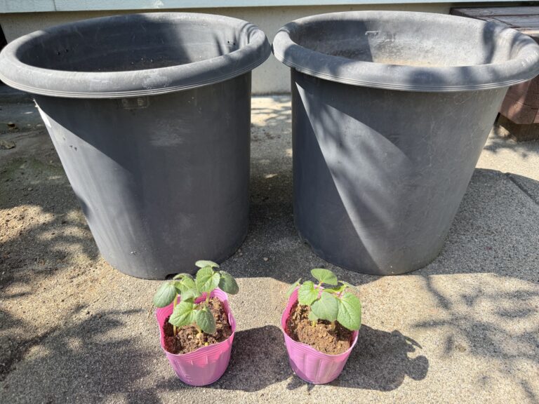 【家庭菜園】アラフィフおやじのプランター栽培｜丸オクラ2株を鉢植えでスタート！直径27cmの丸鉢で育ててみます