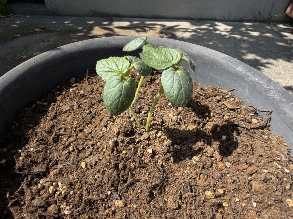 黒い丸型の鉢に植え付けた直後の丸オクラの苗