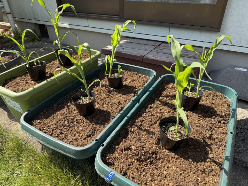定植前にポットの中で大きく育ったとうもろこし苗の様子