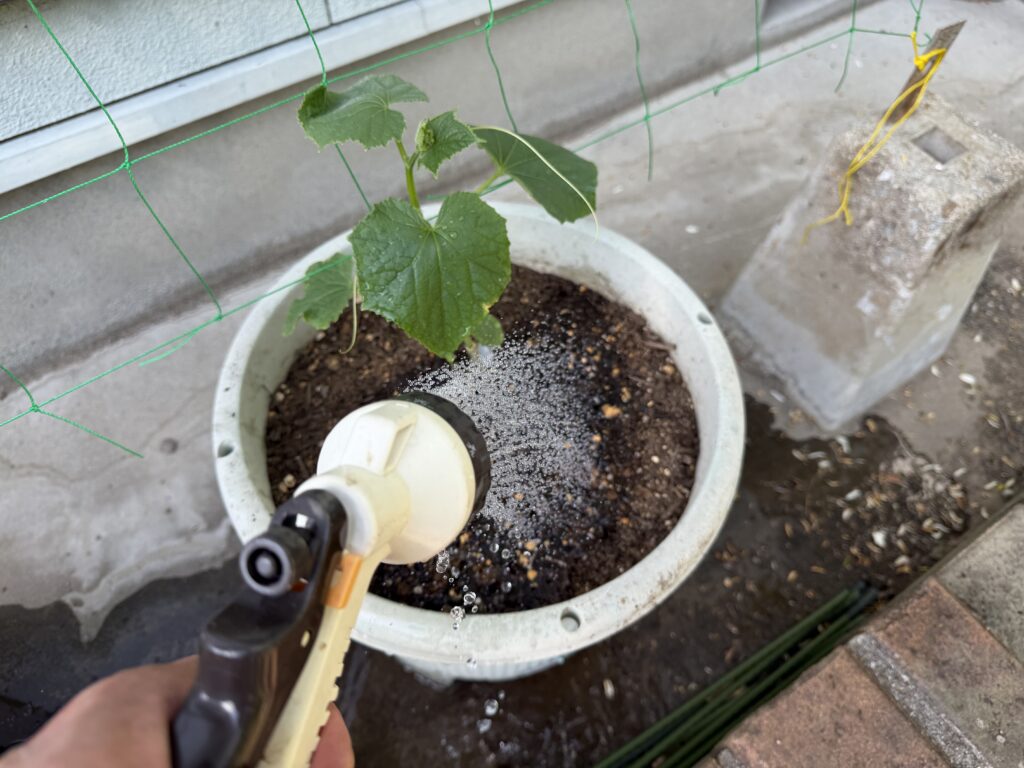 プランターに植え付けたきゅうり夏すずみの苗にシャワーノズルで水やりをしている様子