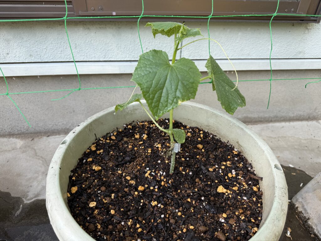 きゅうりの苗をプランターに植え付け、窓際のネットに誘引できるようにした様子