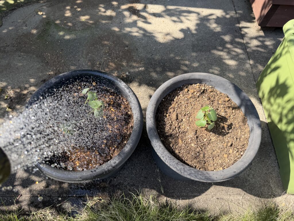 植え付けた丸オクラの苗に水やりをしている様子
