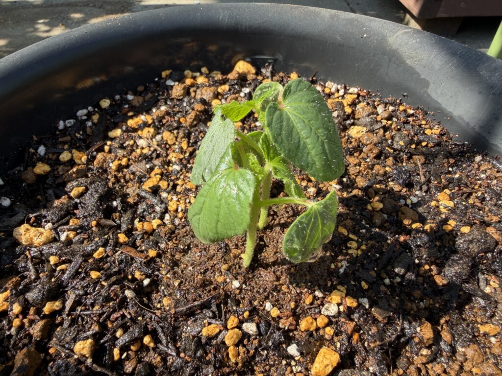 丸オクラの苗を黒い丸型の鉢に植え付けた様子