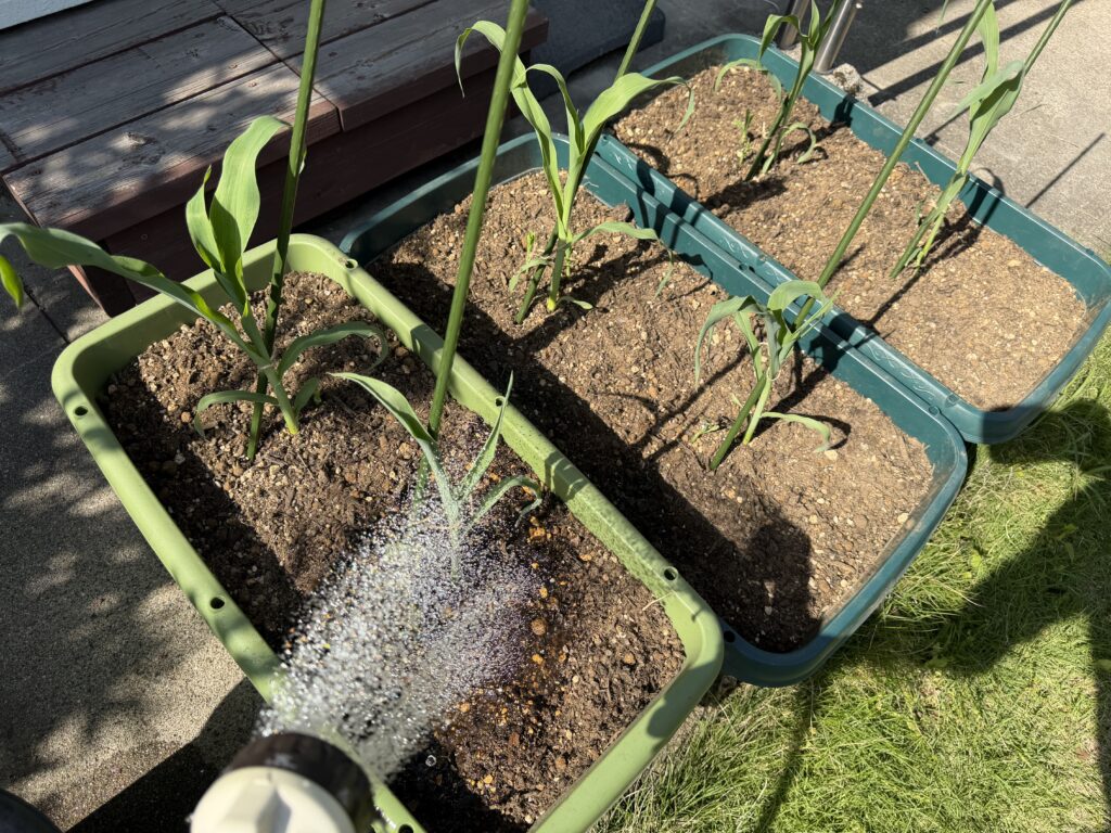 定植したとうもろこしの株元に水やりしている様子