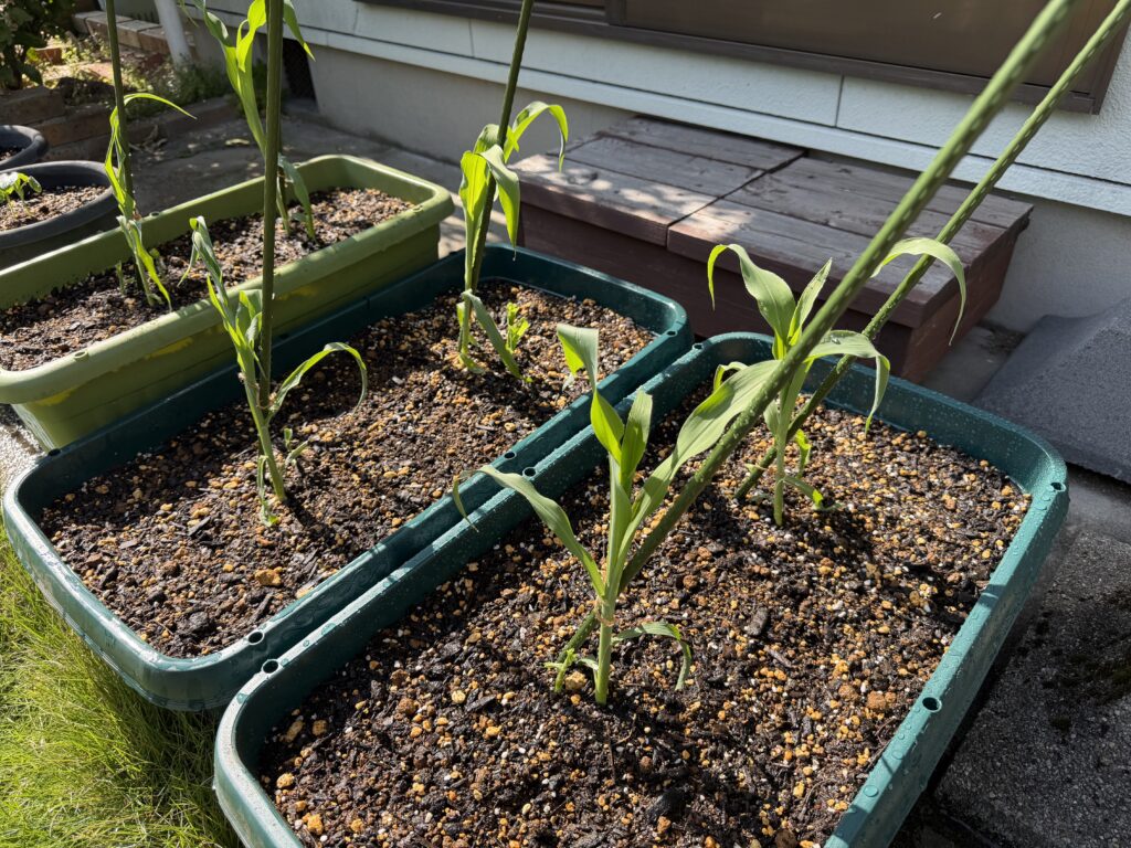 3台のプランターにとうもろこし6株を定植した様子