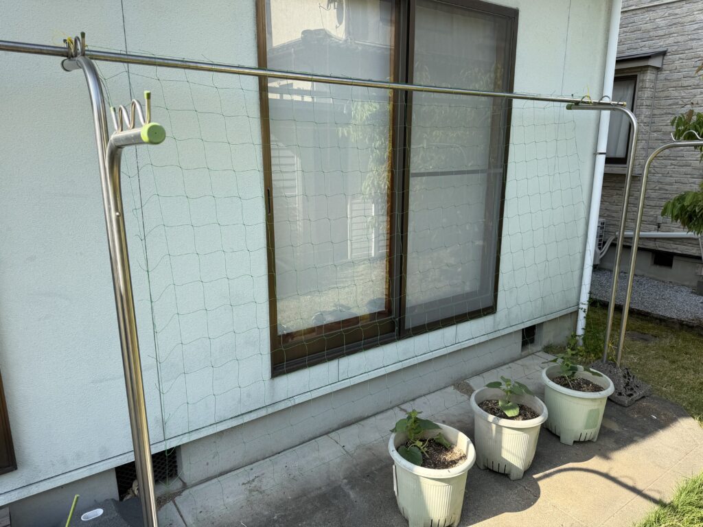 物干し竿を支柱代わりにして、ころたん用のきゅうりネットを設置した様子