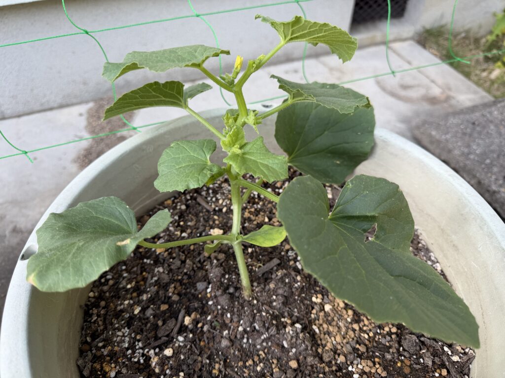 親づるの先端を摘芯した後のころたんメロン苗の様子