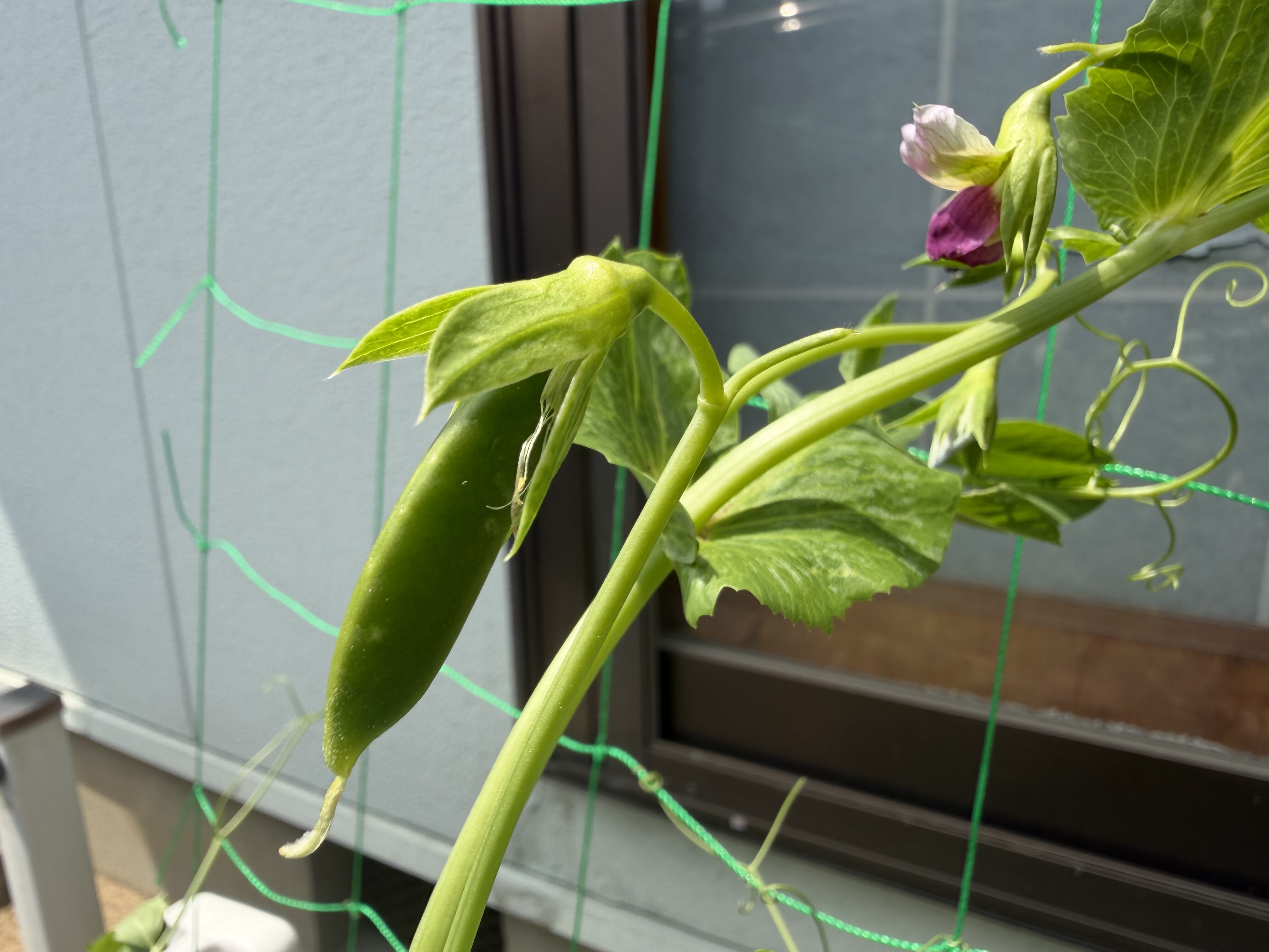 スナップエンドウの花の近くにできた小さな実