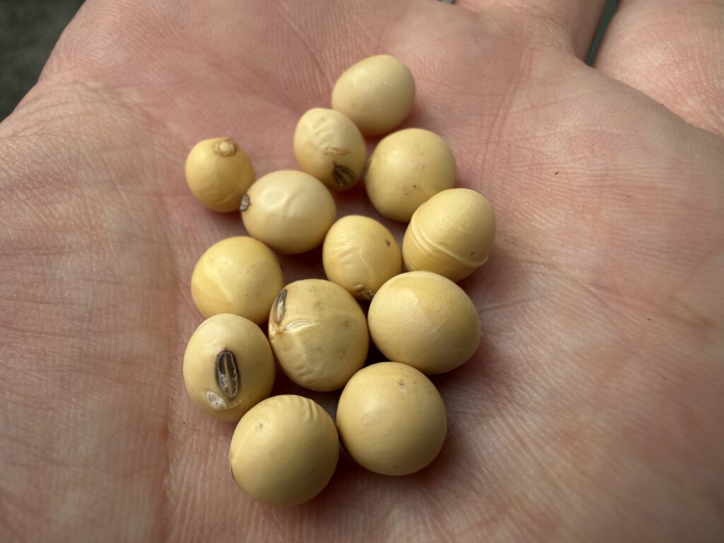 手のひらにのせた枝豆の種