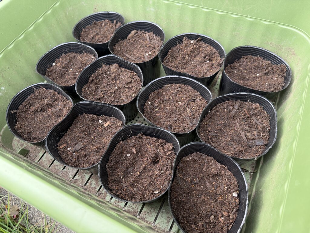 枝豆の種に土をかぶせて種まきが終わった黒ポット