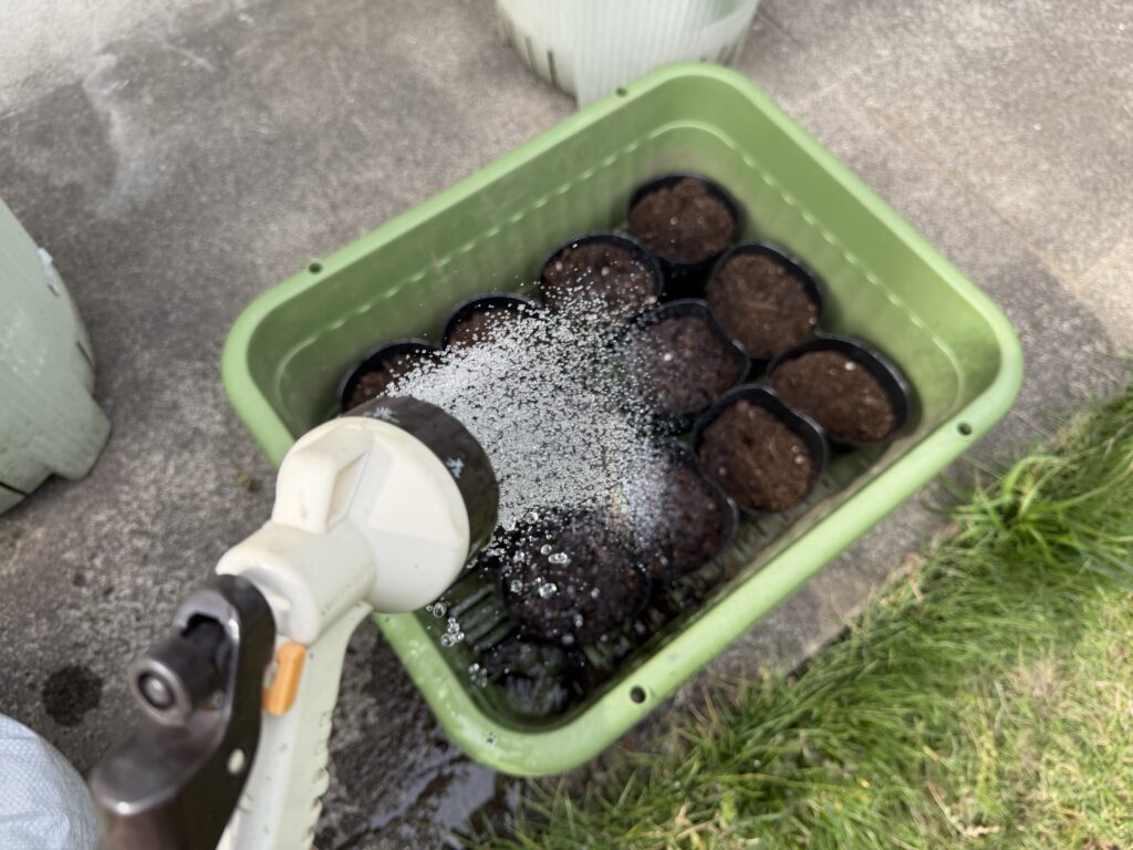 枝豆の種をまいたポットにシャワーノズルで水やりしている様子
