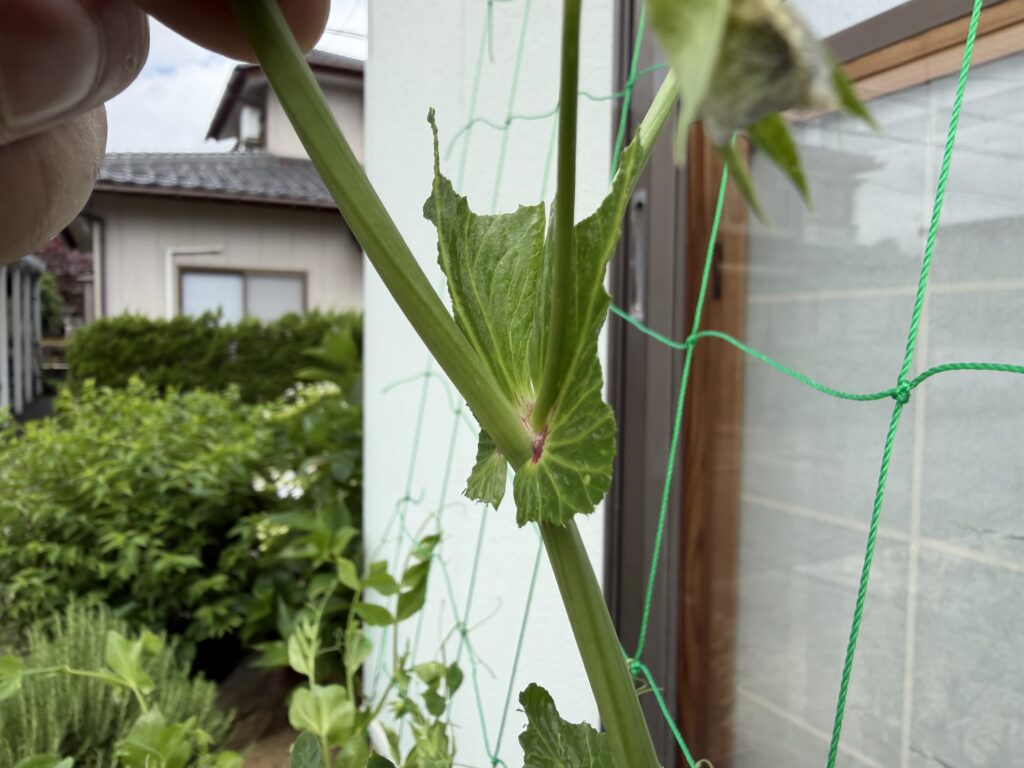 虫に食べられたような跡があるスナップエンドウの葉