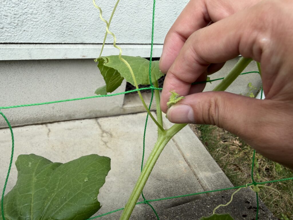 ころたんメロンの子づるから出た不要な芽を指で摘み取っている様子