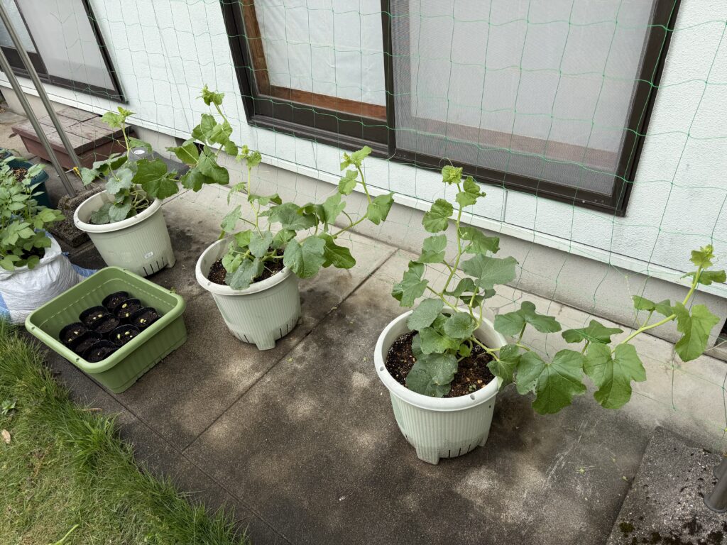 芽かき後に整理されたころたんメロンの子づるが、ネットに向かって伸びている全体の様子