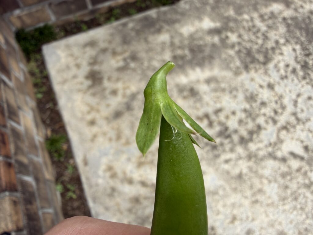 花が終わったあとのガクが残った収穫直後のスナップエンドウ