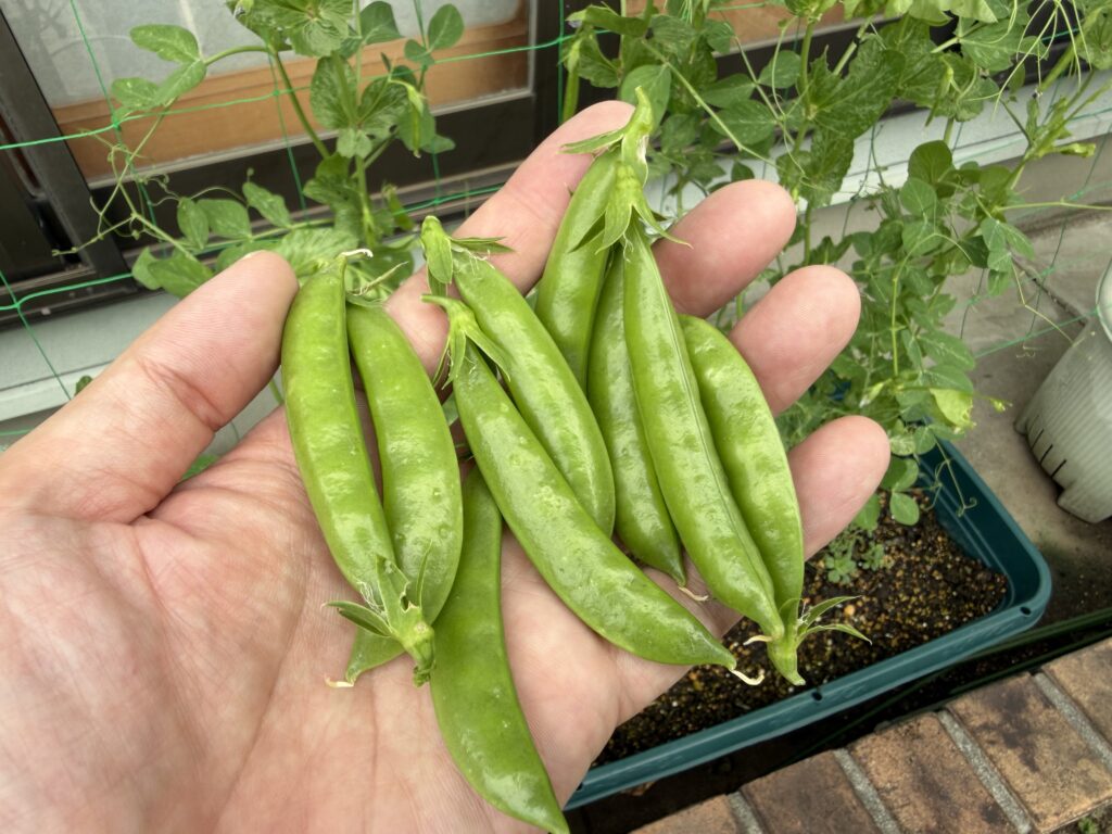 手のひらにのせた収穫直後のスナップエンドウ