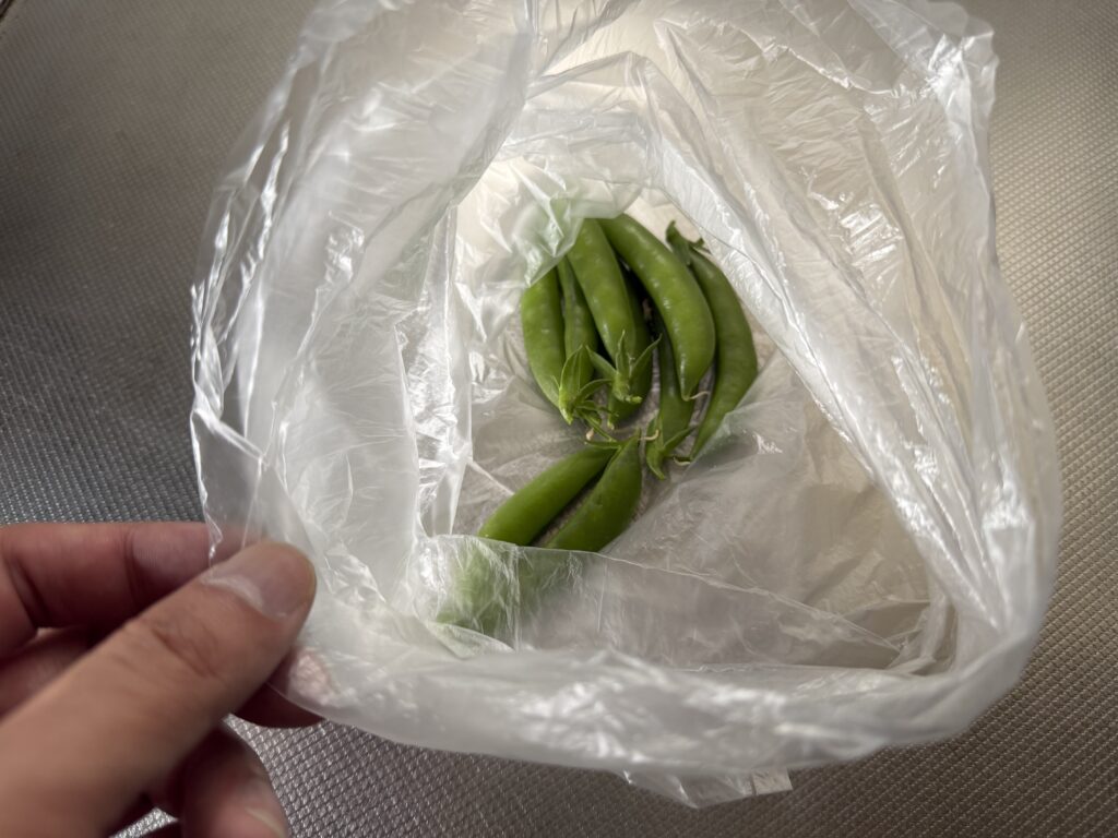 一晩保存するためにポリ袋へ入れた収穫後のスナップエンドウ
