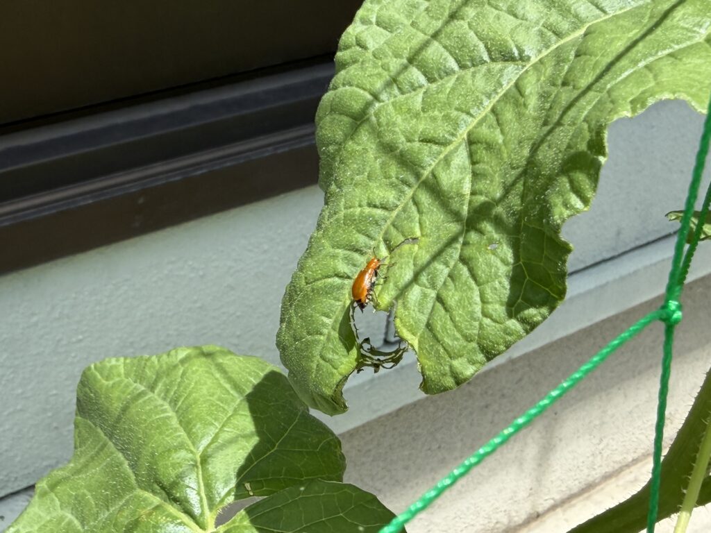 ころたんメロンの葉に止まっているウリハムシと、葉にできた食害跡の様子