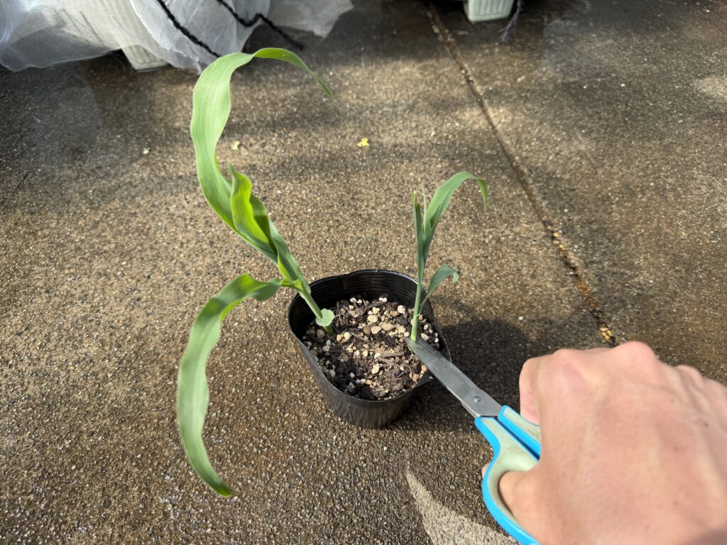 とうもろこしの苗をハサミで根元から間引いている様子