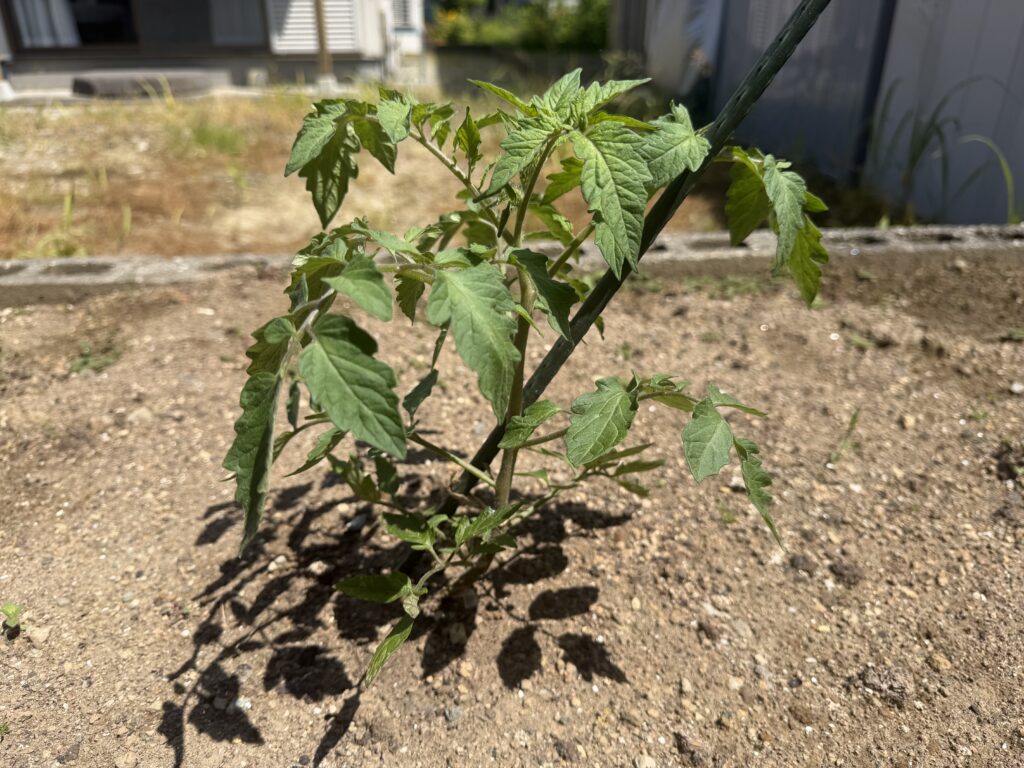 植え付け後に葉を広げて元気になってきたトマト桃太郎の株