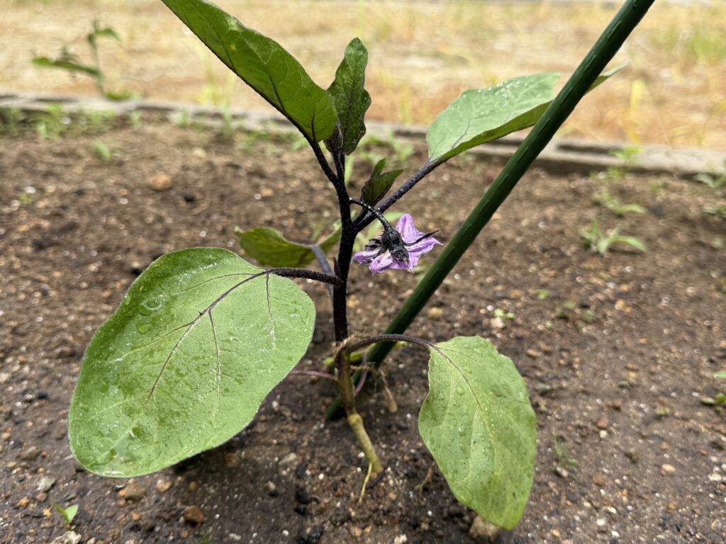 植え付け後に一番花が咲いたナス千両2号の株