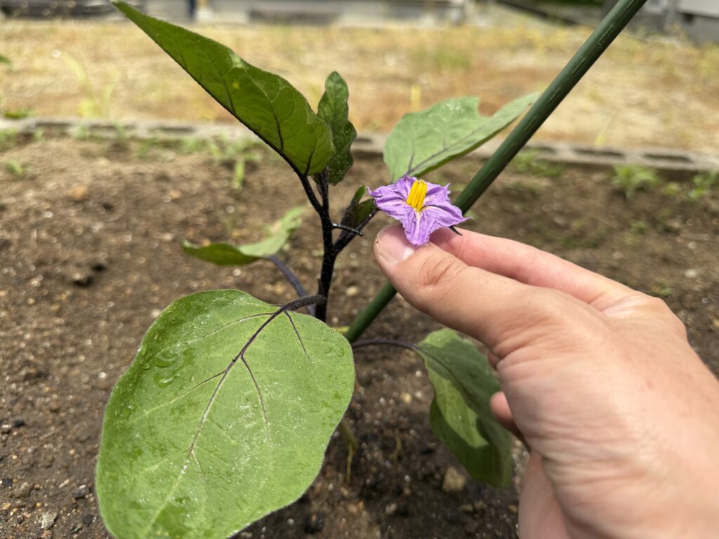 ナス千両2号の一番花を摘み取り、指で持っている様子
