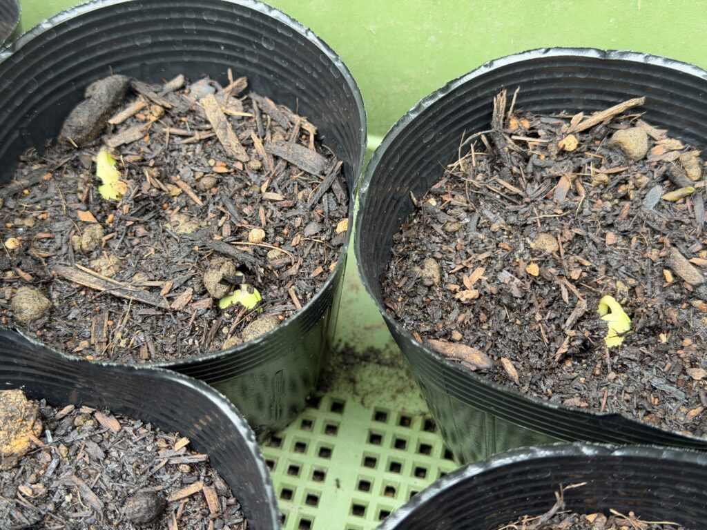 枝豆の双葉が土を押し上げながら発芽し始めている育苗ポット