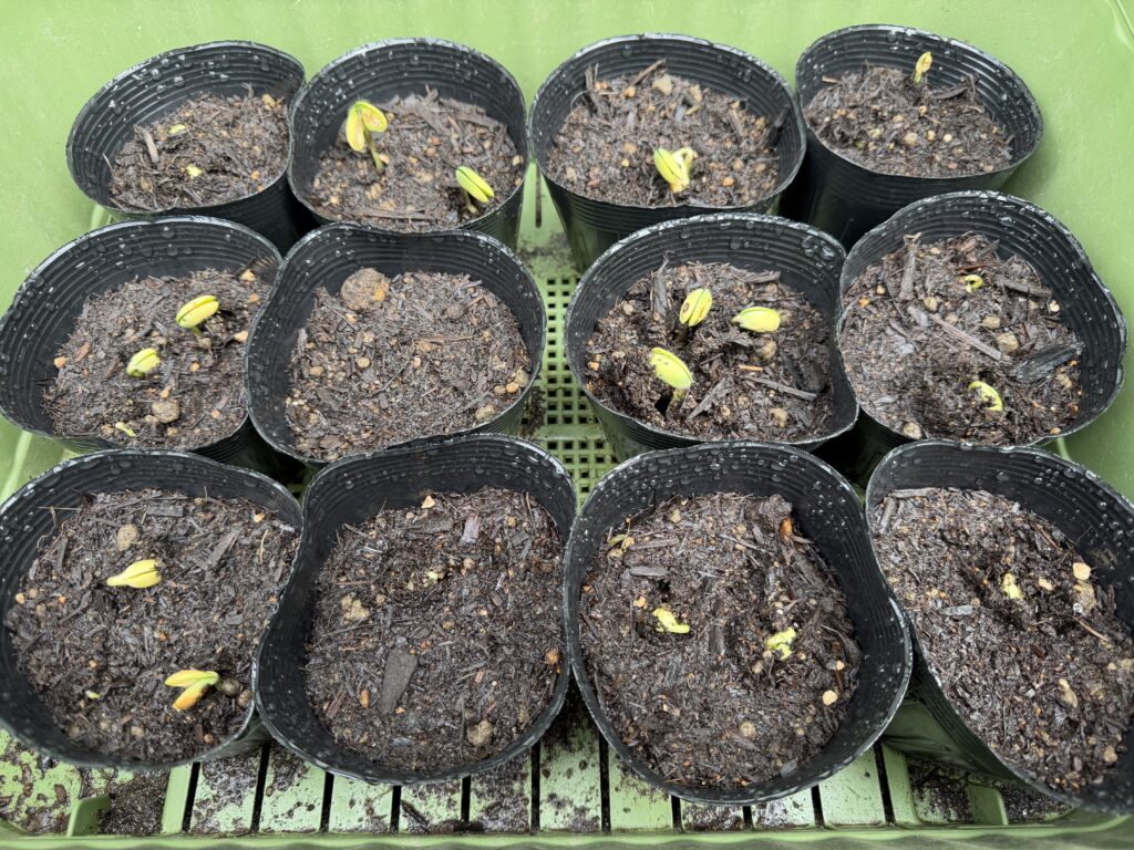 複数の育苗ポットで枝豆の芽が土から出始めている様子