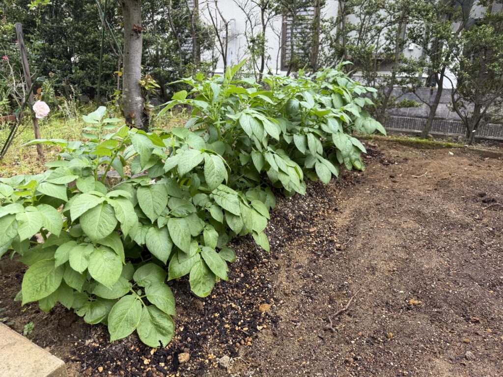 土寄せ後のジャガイモが畑の一列に並び、葉を大きく茂らせている様子