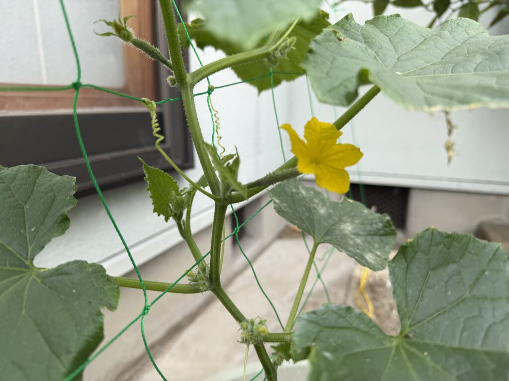 きゅうり夏すずみの黄色い雌花の付け根に、小さな赤ちゃんきゅうりが付いている様子