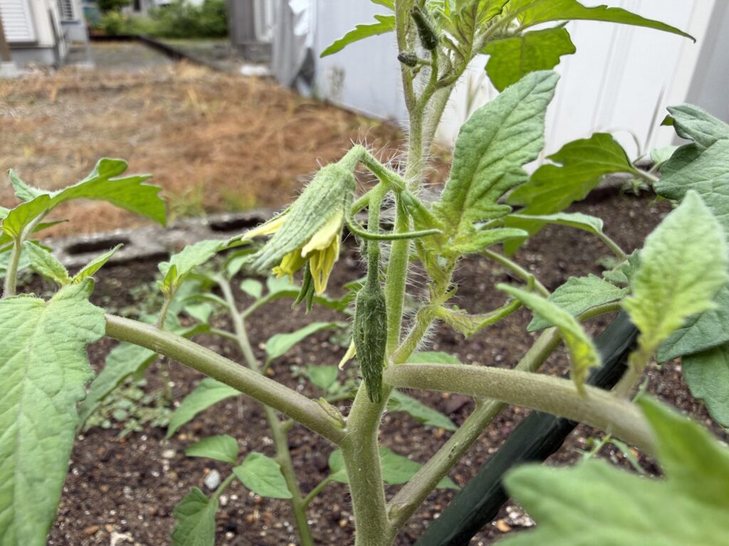 植え付け後のトマト桃太郎に黄色い花が咲いた様子