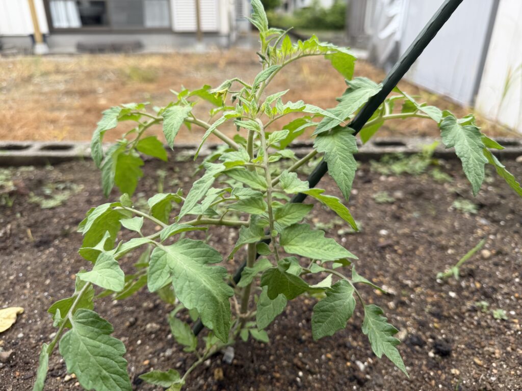 植え付け後に成長したトマト桃太郎の株に花房がついている様子