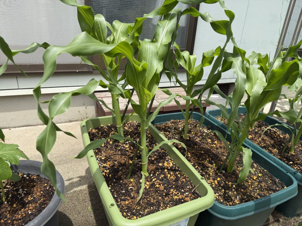 庭先に並べたプランター3台でとうもろこしが育っている様子