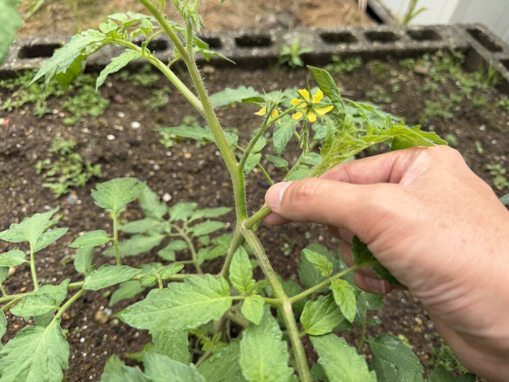 トマト桃太郎の葉の付け根から出たわき芽を指でつまんでいる様子