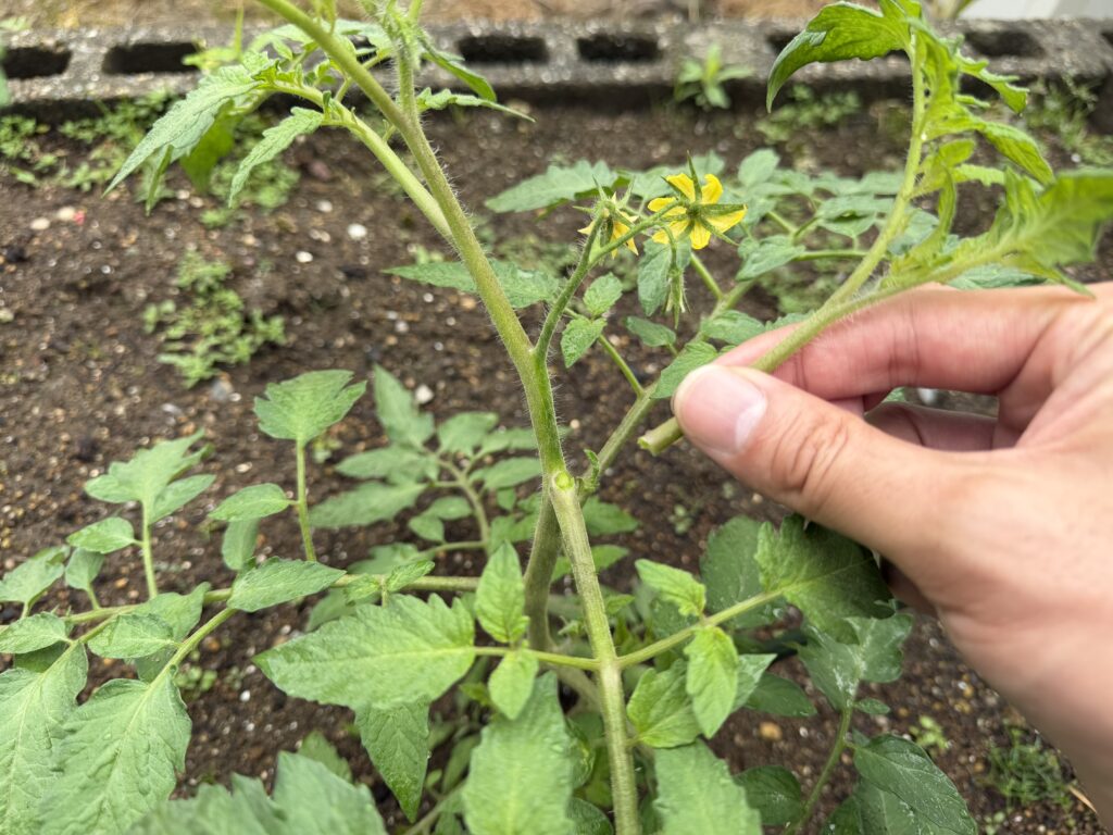 トマト桃太郎のわき芽を指でつまんで取っている様子