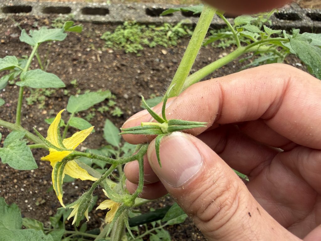 花びらが落ちたあとのトマト桃太郎のガクと小さなふくらみを指で確認している様子