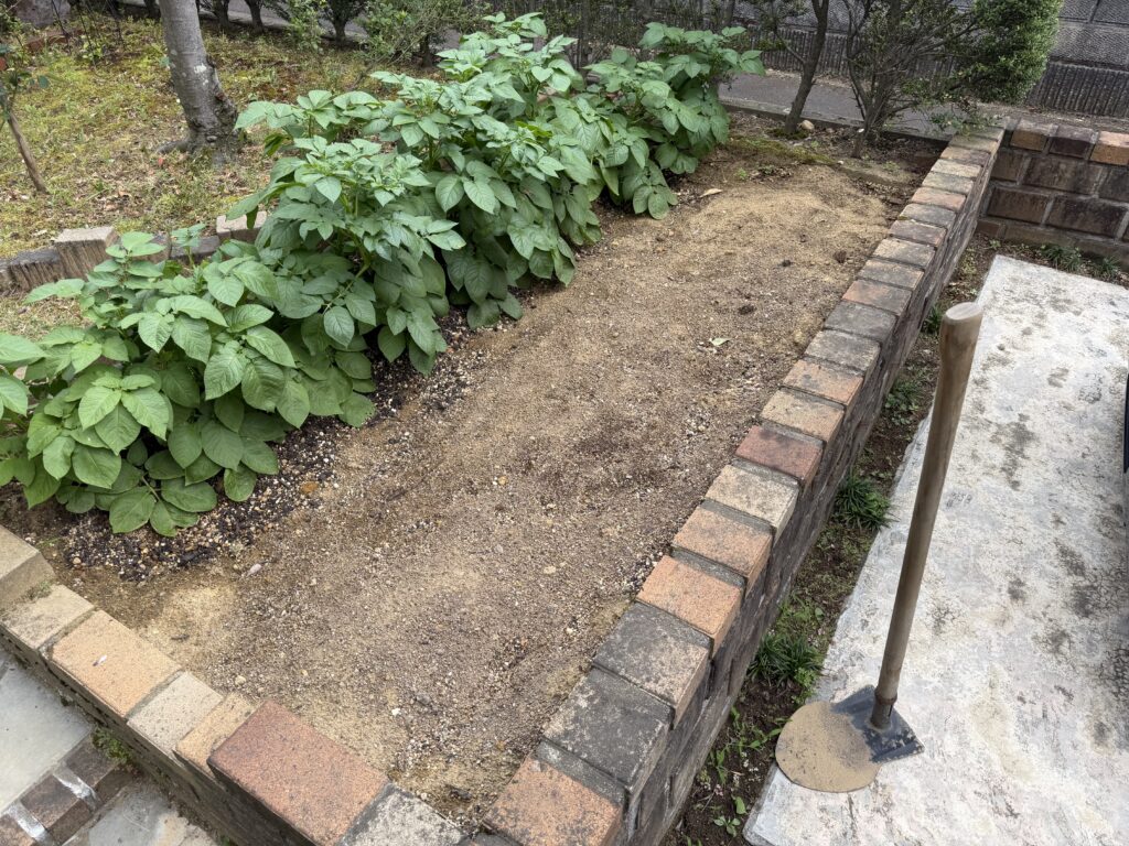 ジャガイモの隣に枝豆を植え付ける予定の畑のスペース