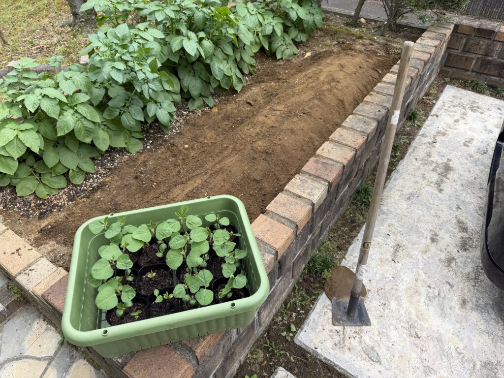 ジャガイモの隣に枝豆を植え付けるための畝を作った様子