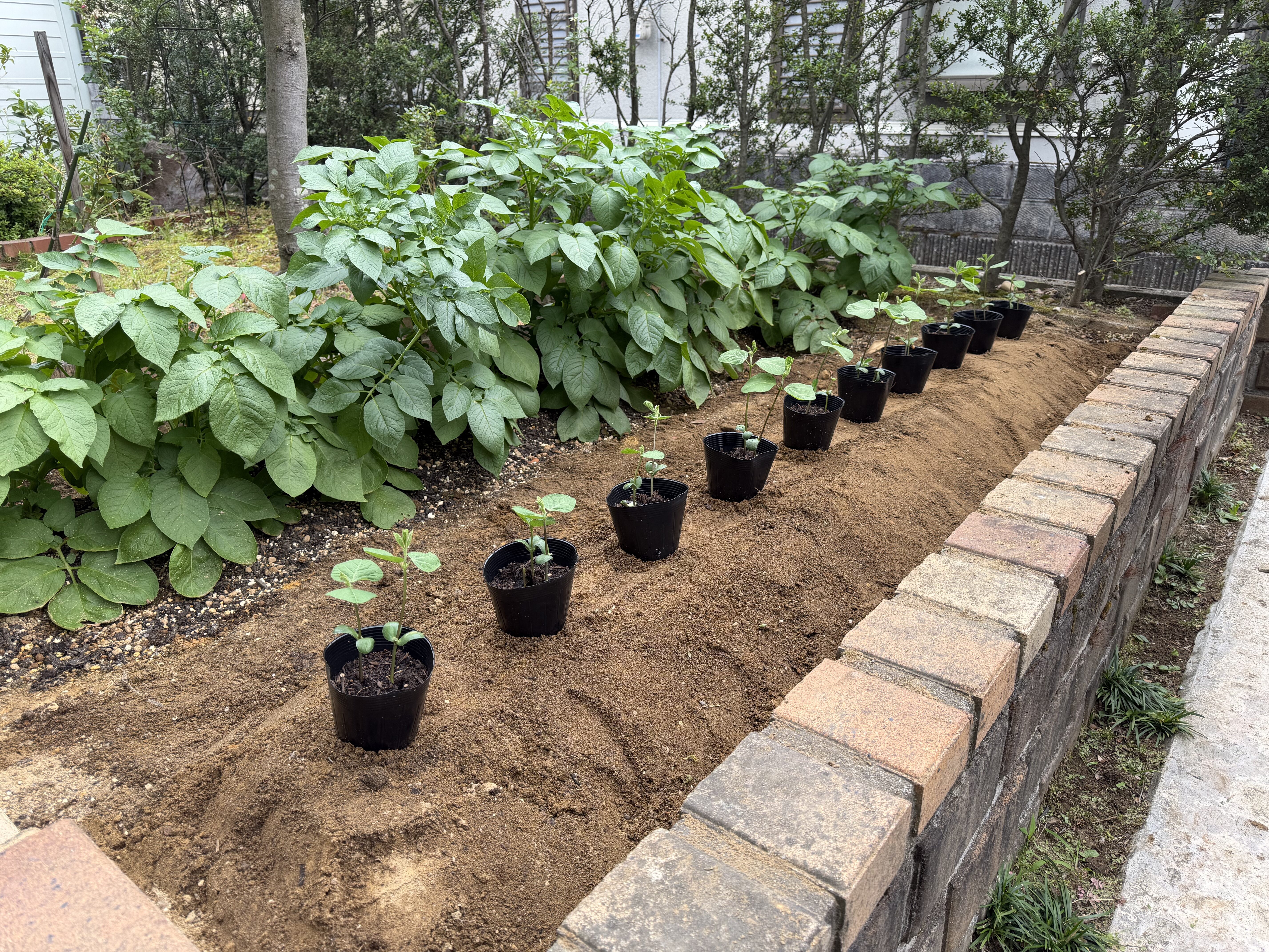 ジャガイモの隣に作った畝へ、枝豆の育苗ポットを並べて植え付け位置を確認している様子