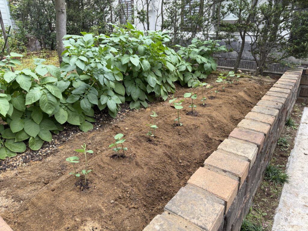 ジャガイモの隣に作った畝へ、ポットで育てた枝豆苗を1列に植え付けた様子