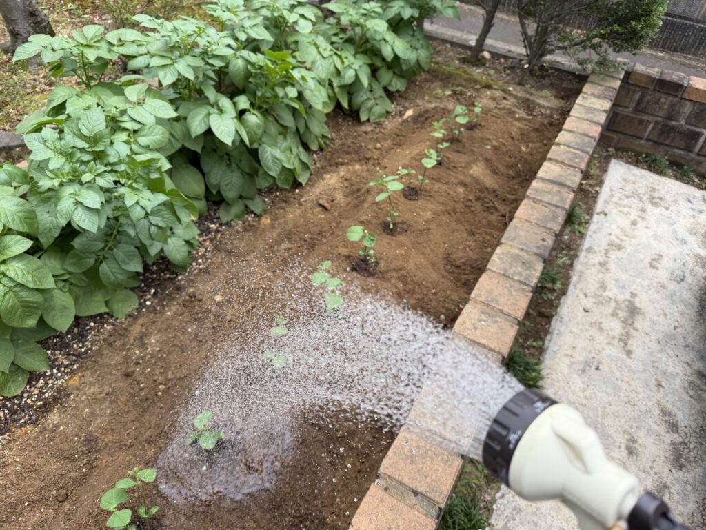 畑に植え付けた枝豆苗にシャワーノズルで水やりしている様子