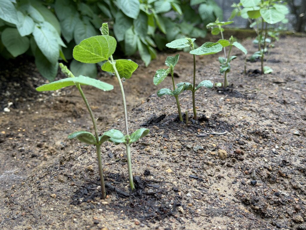 ジャガイモの隣に作った畝へ植え付けた枝豆苗が一列に並んでいる様子