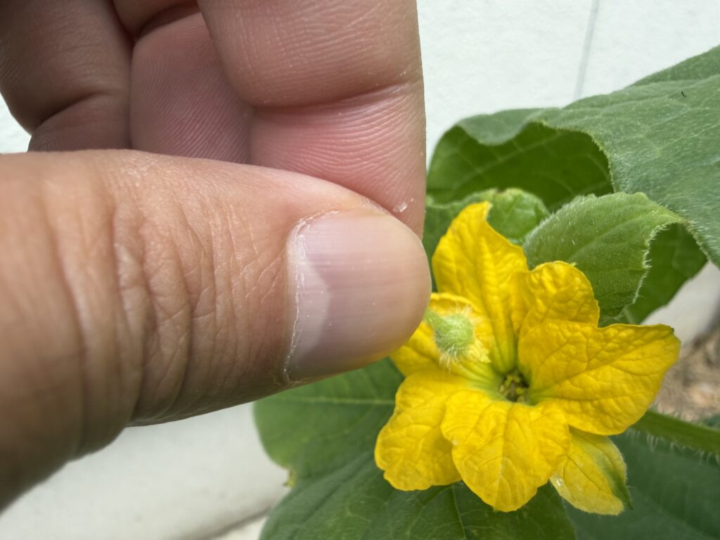ころたんメロンの雌花に、雄花の花粉を使って人工授粉している様子