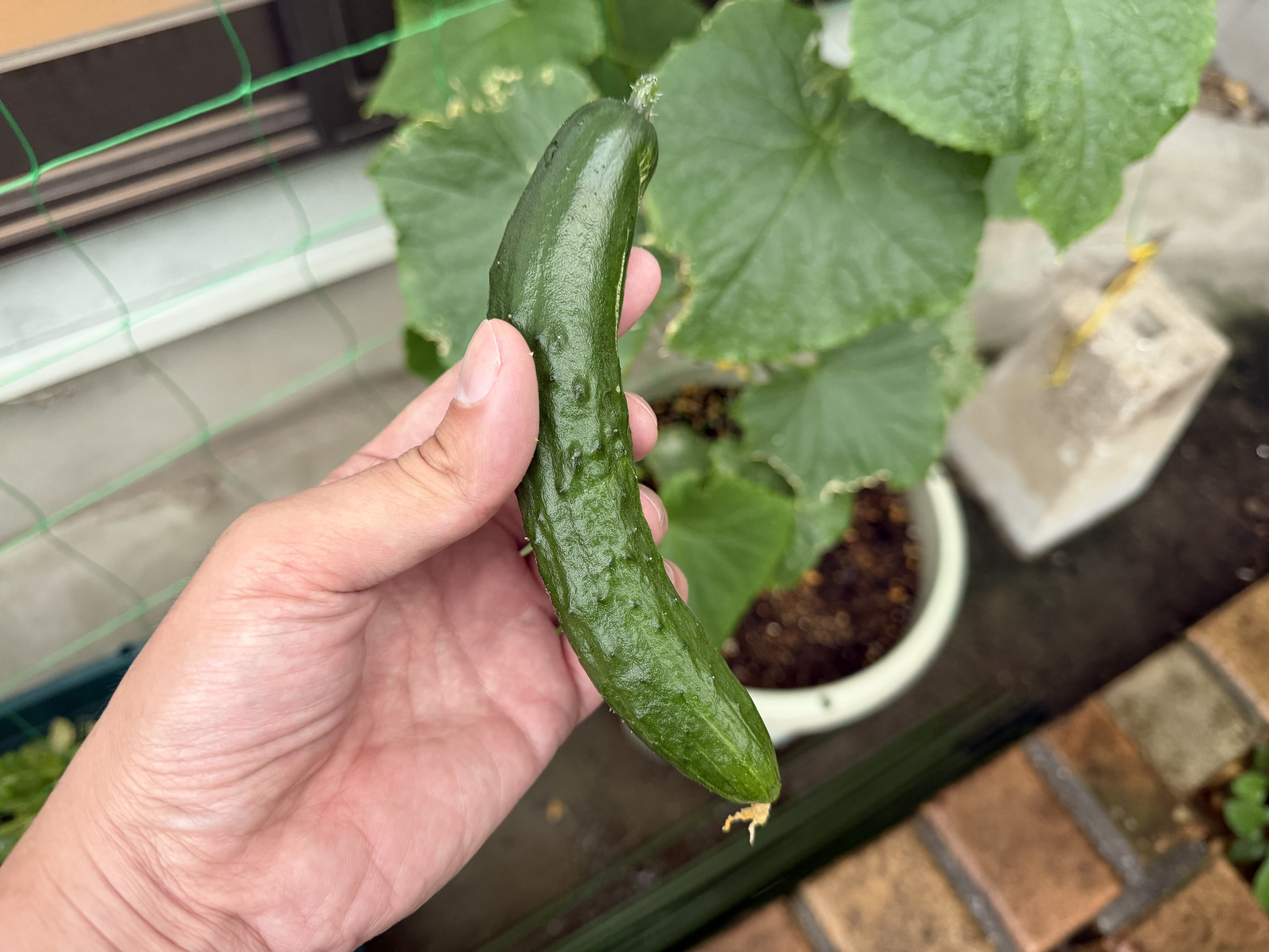 プランター栽培で初収穫したきゅうり夏すずみを手に持っている様子