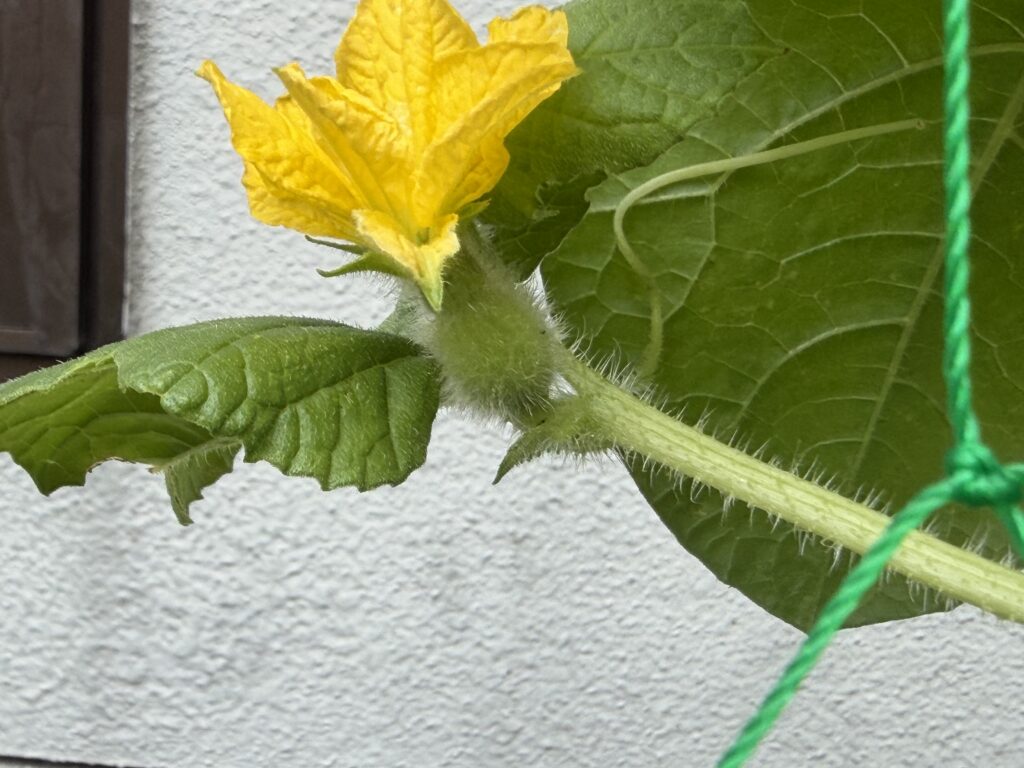 人工授粉の翌日に確認したころたんメロンの雌花と小さな実のふくらみ