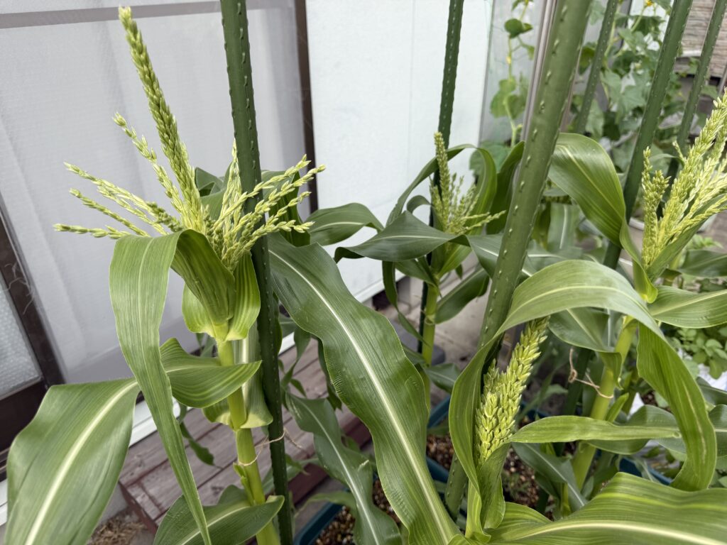 プランター栽培のとうもろこしの先端で大きく開いた雄穂