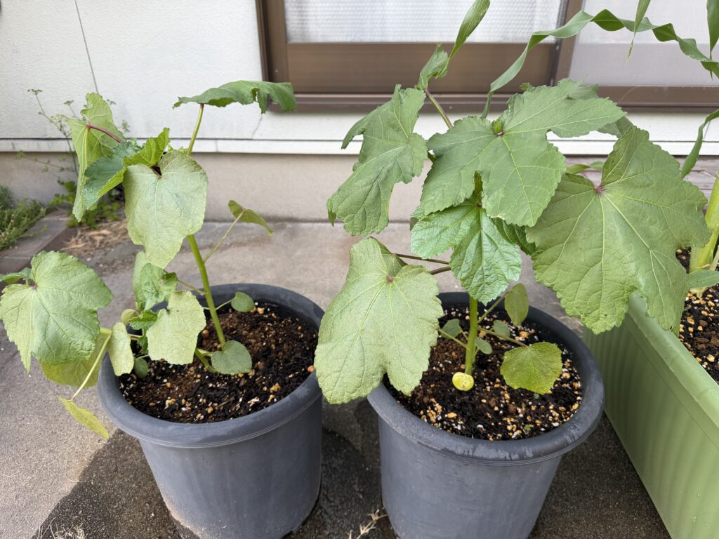複数本の茎から大きな葉を広げている1本立ち前の丸オクラ