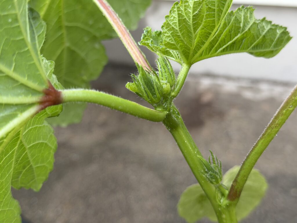 丸オクラの葉の付け根にできた緑色の花芽