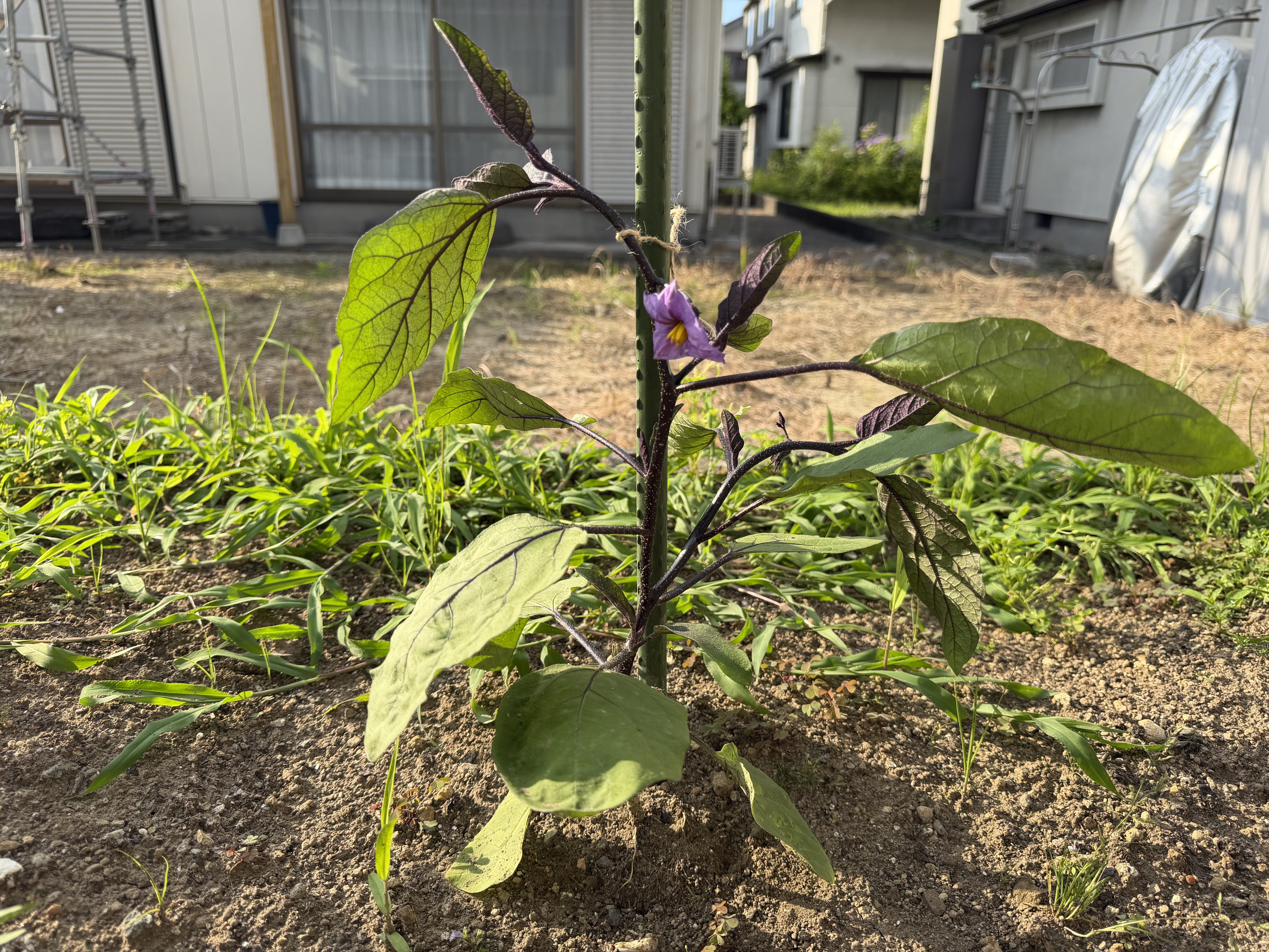 本支柱を立てたナス千両2号に紫色の花が咲いている様子