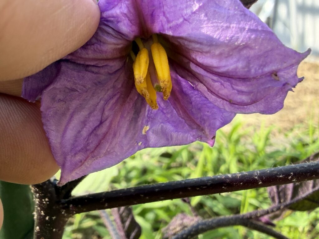 ナスの花を近くから撮影し、黄色いおしべと中央のめしべを確認している様子